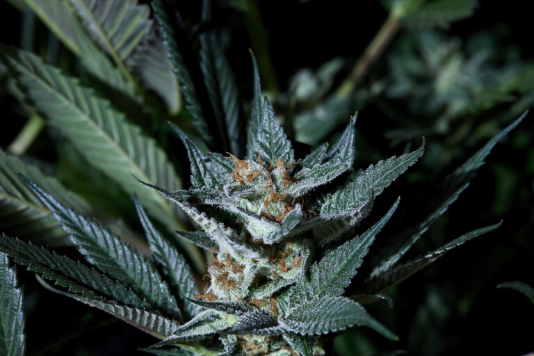 Razzberry Gastank Auto