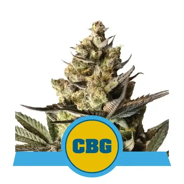 Royal CBG Auto