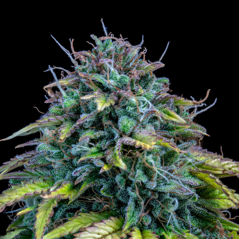 Samsquanch OG Auto