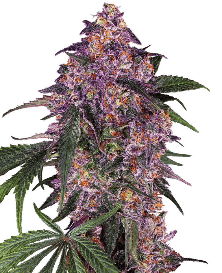 Sensi Purple Kush