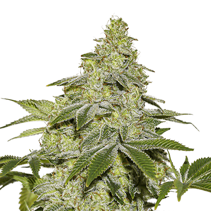 Sherbet Autoflower