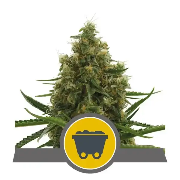 Shining Silver Haze