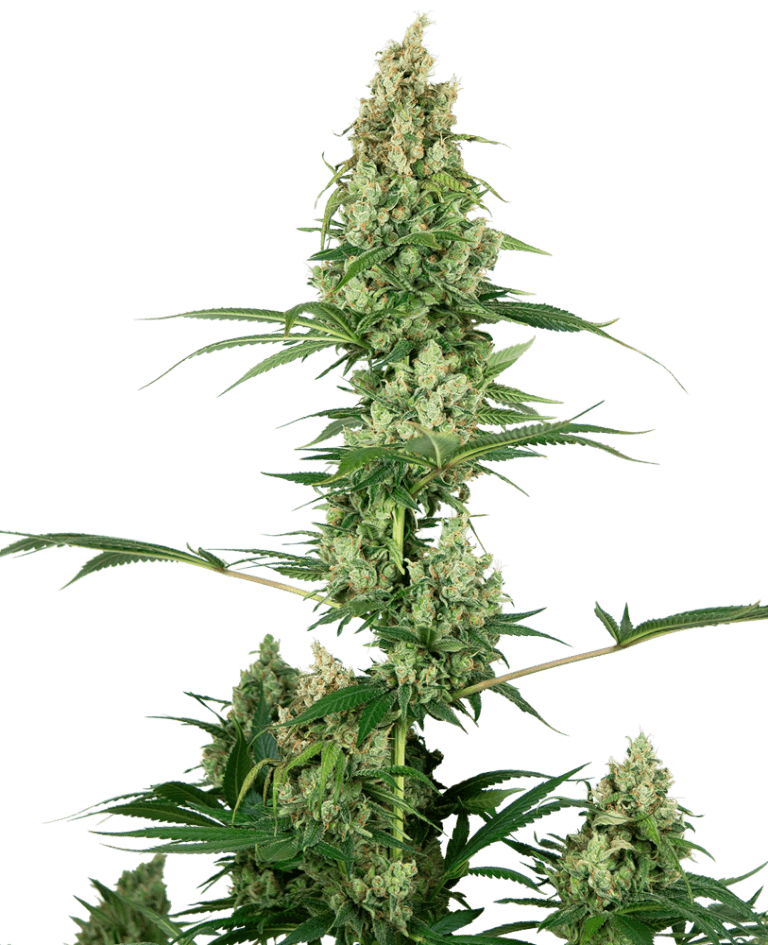Silver Fire (aka Sensi #32)