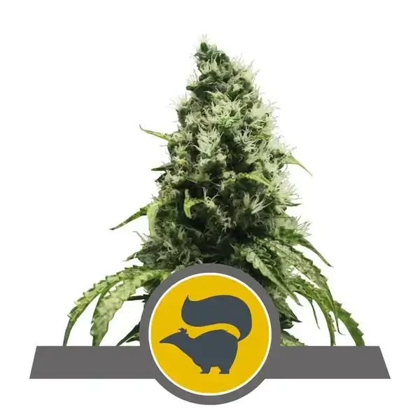 Skunk XL