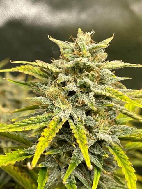 Skystomper Auto