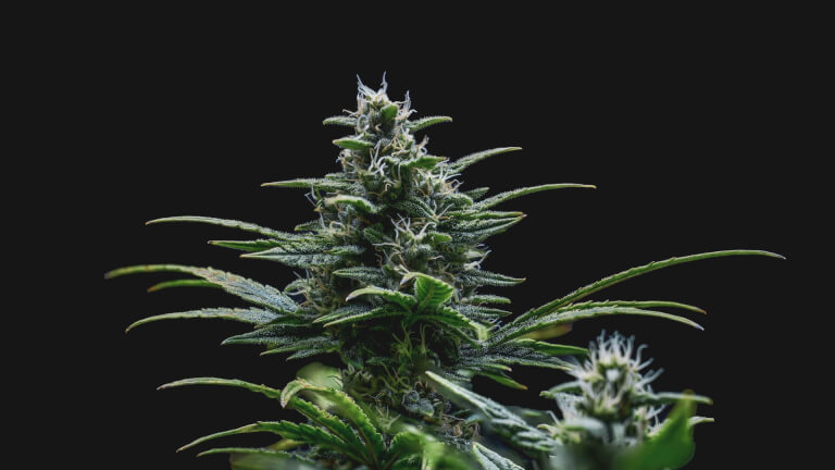 Skywalker Auto