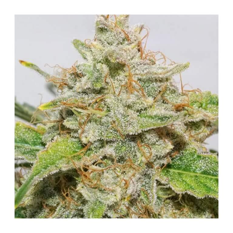 Auto Skywalker Haze