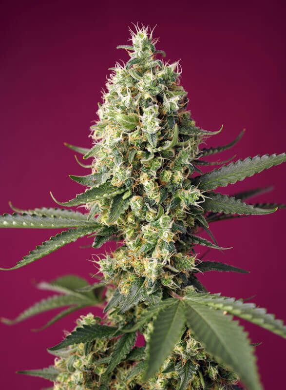 Skywalker Og Runtz XL Auto