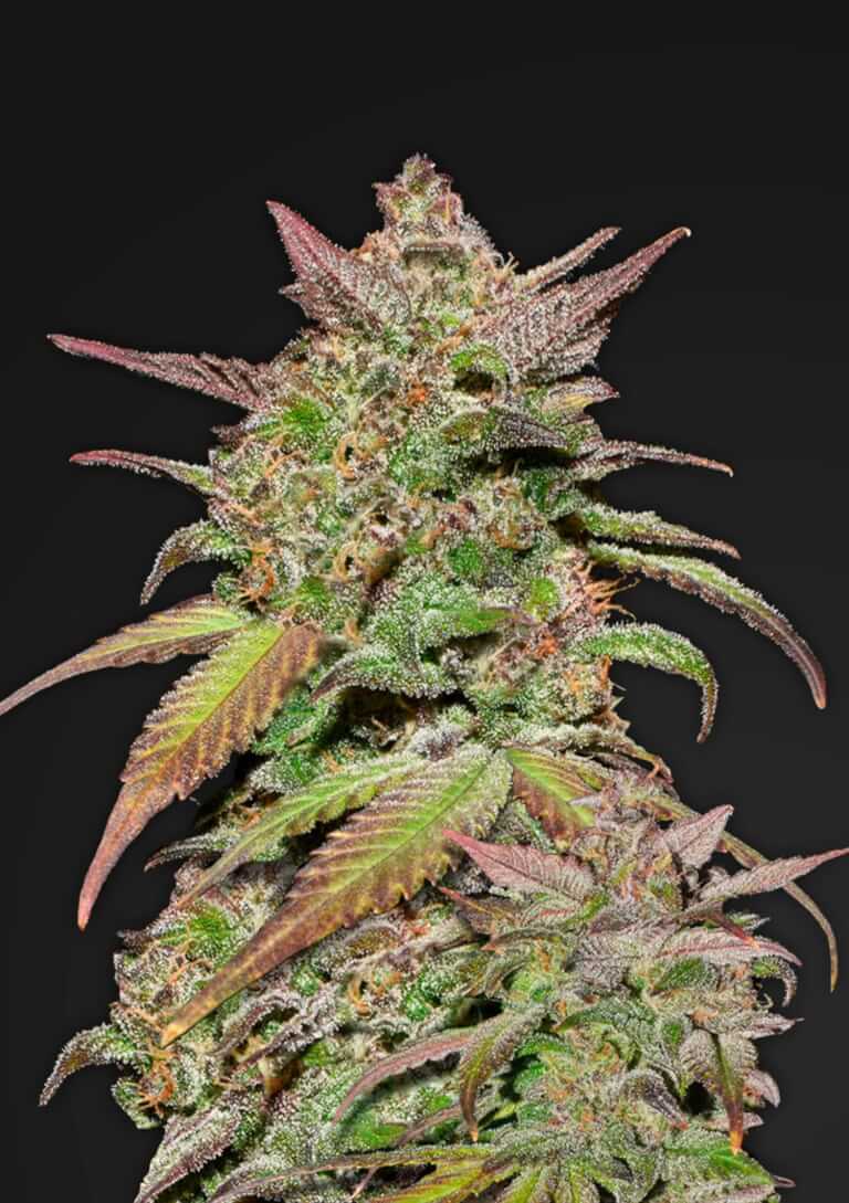 Smoothie Auto