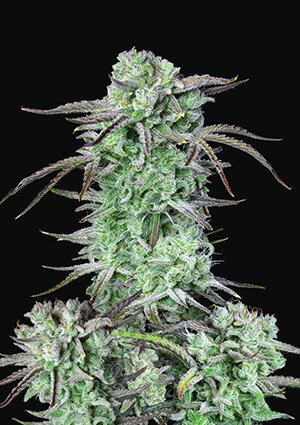 Strawberry Banana Auto