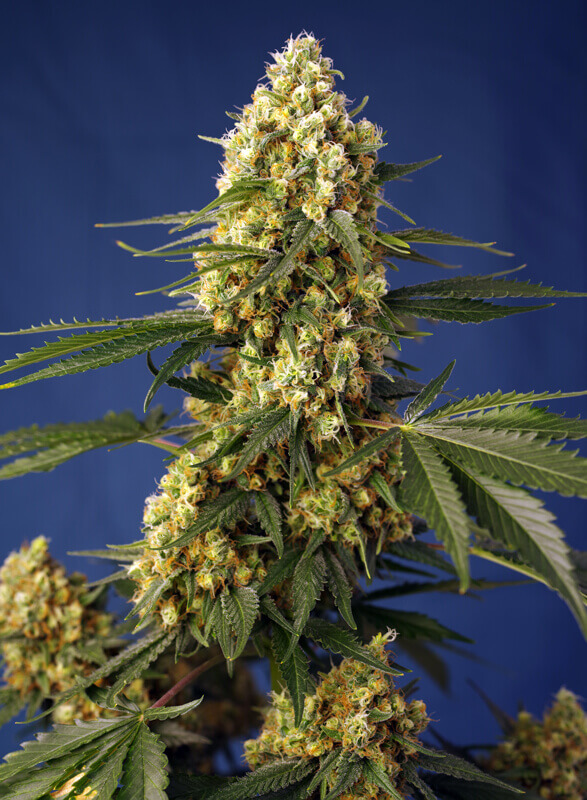 Strawberry Banana Gelato XL Auto