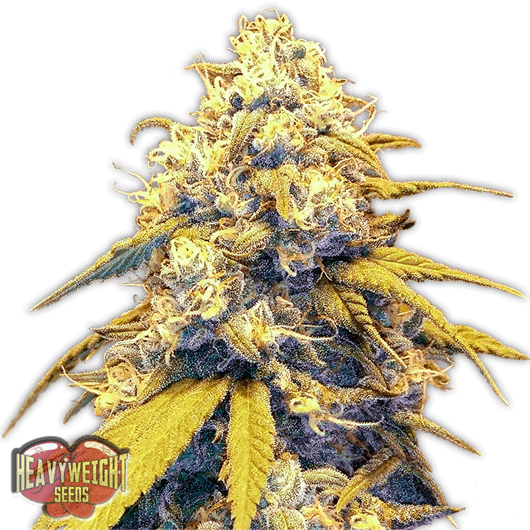 Strawberry Cake Auto