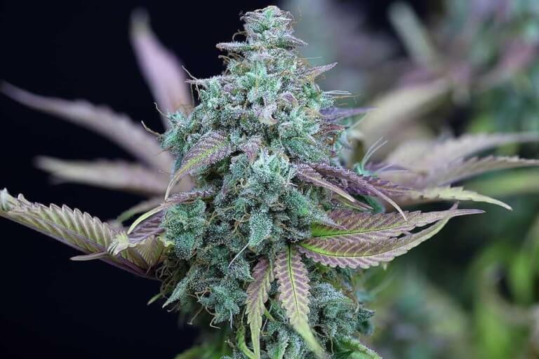 Strawberry Cheesecake Auto