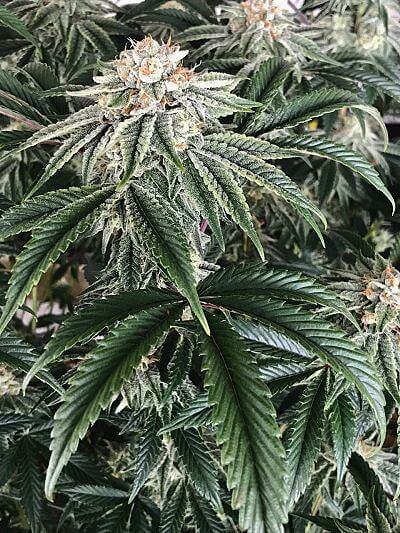 Strawberry Cookies