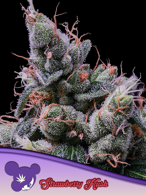 Strawberry Kush