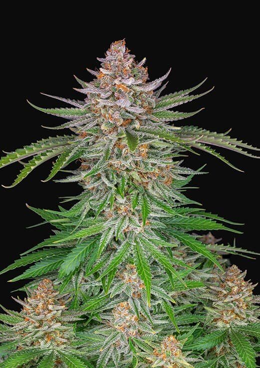 Strawberry Pie Auto