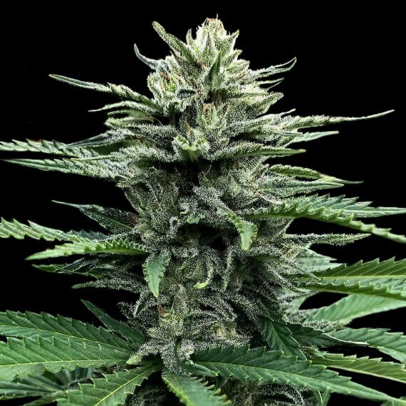 Strawnana Auto aka Strawberry Banana Auto