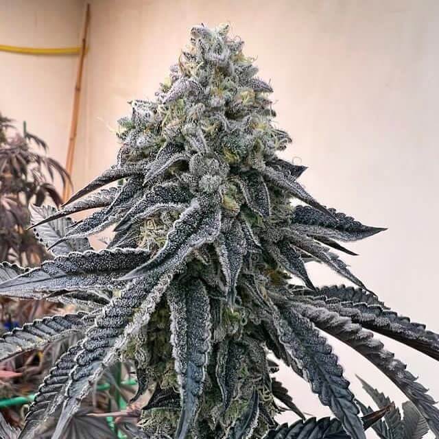 Strawnana Mints