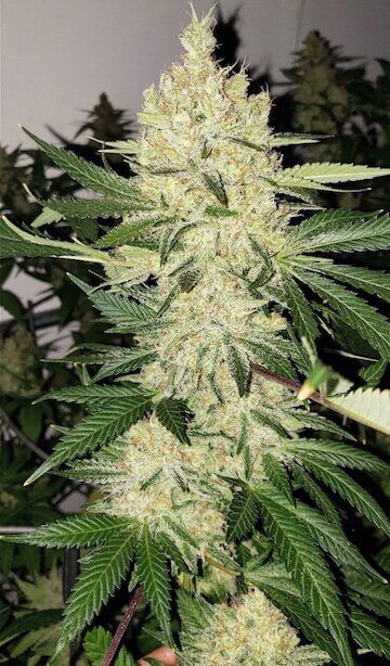 Super Lemon Haze F5