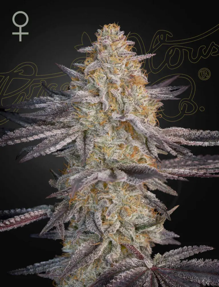 Super Lemon Haze Cannabis Seeds – Royal King Seeds