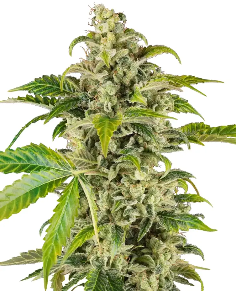 Sweet & Sour Cream Auto