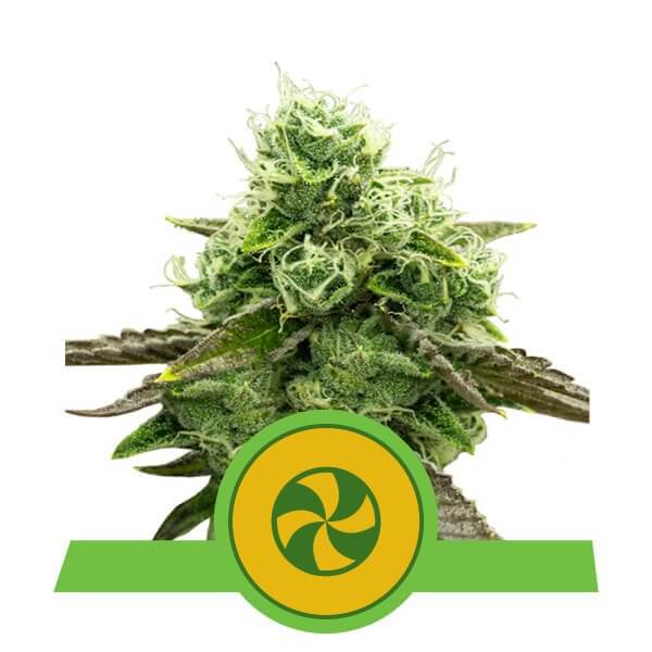 Verkauf feminisierter Sweet ZZ Auto Samen von Royal Queen Seeds