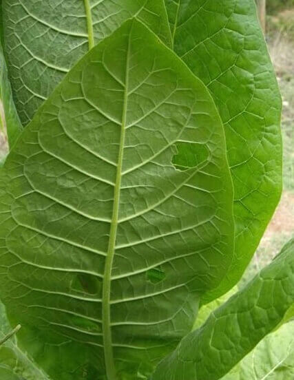Bio-Tabak - Les Refardes