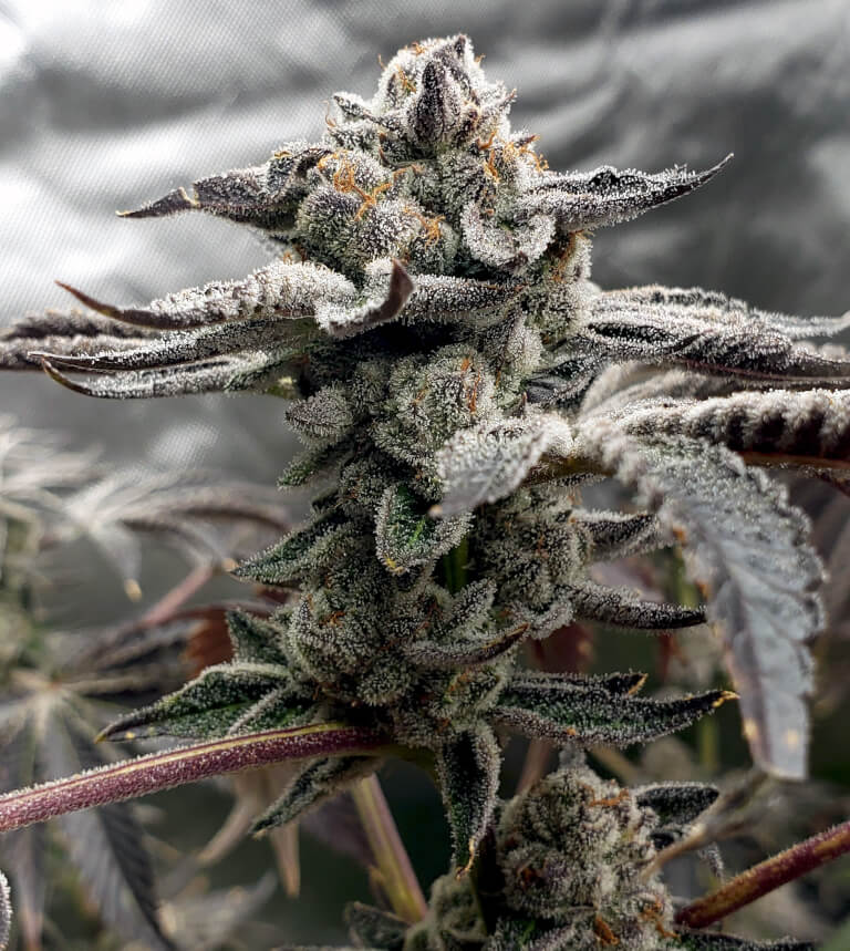 Tangie Candie