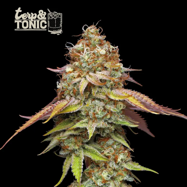 Terp & Tonic