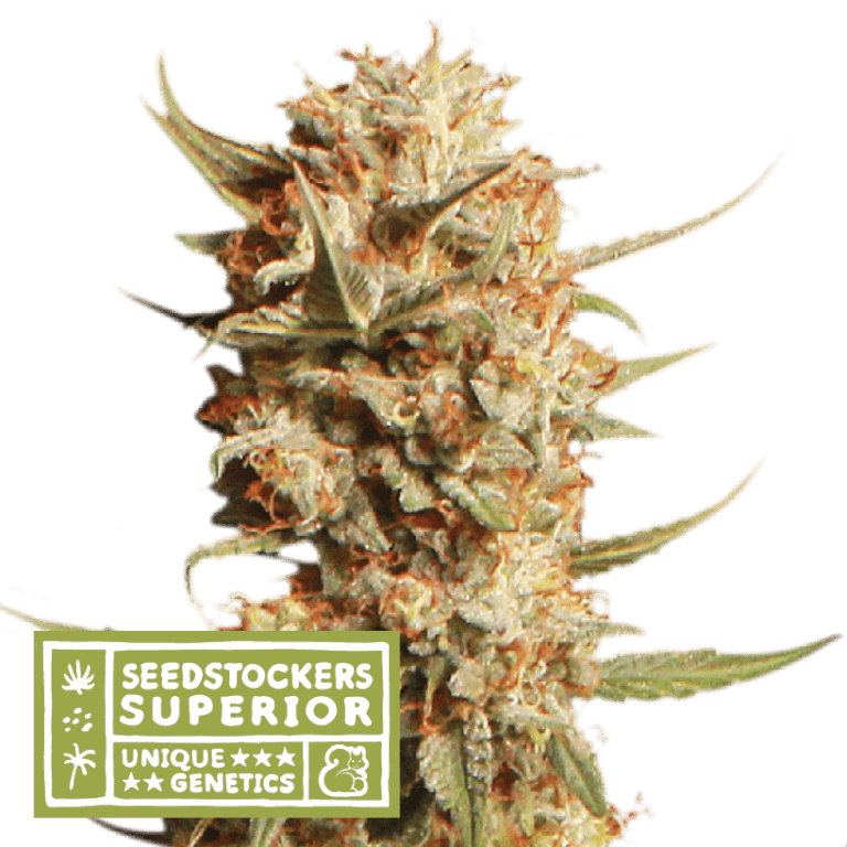 Thunder Banana Auto