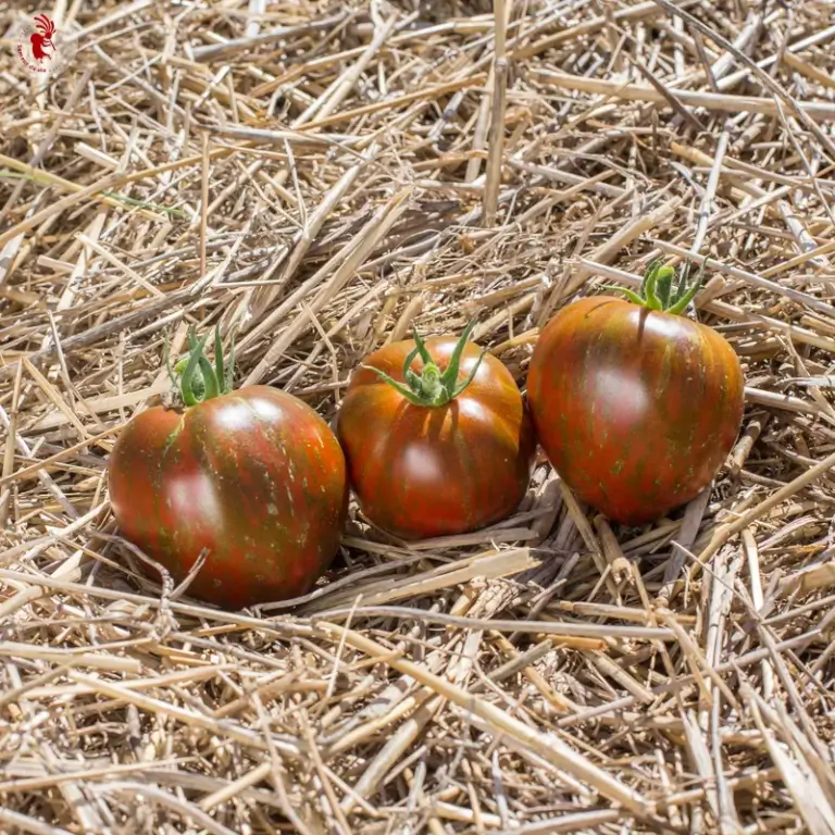 Black and Brown Boar tomato - Kokopelli