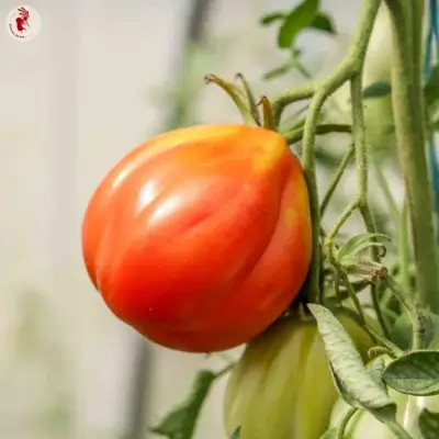 Ochsenherz-Tomate aus Nizza