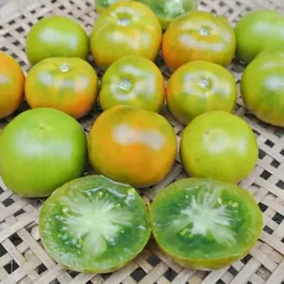 Mid-season green tomato Lime Green