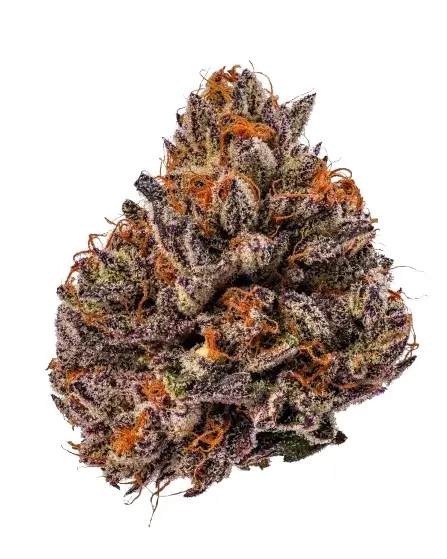 Triploid F1 Tropicana Cherry