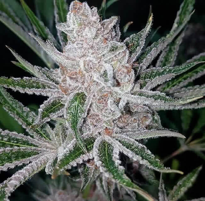 Tropicana Cookies x Purple Punch