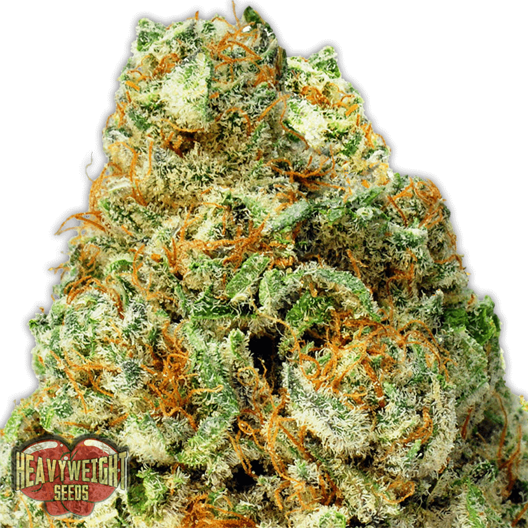 Turbo Bud Auto