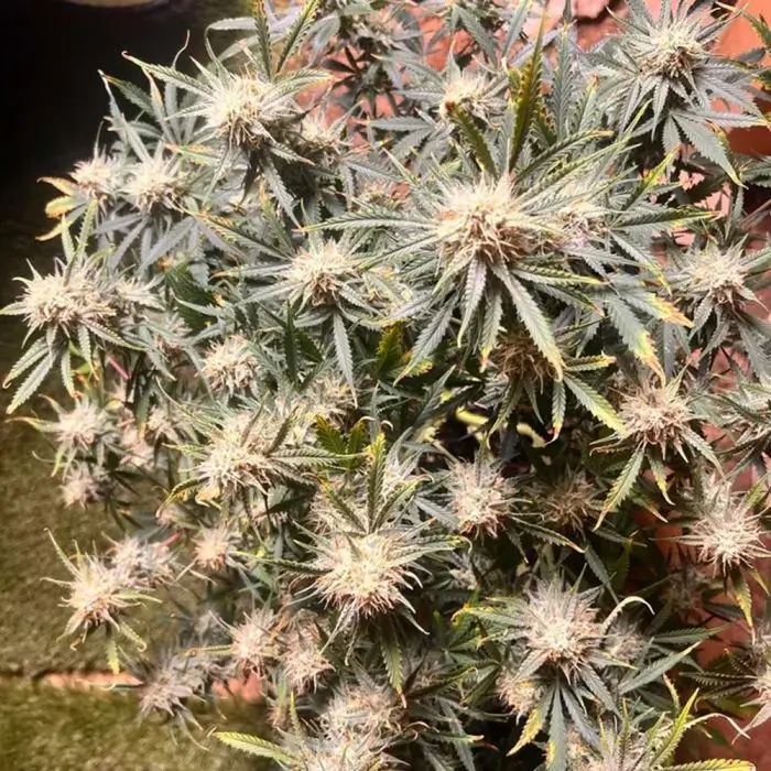 Vanilla Fizz F2