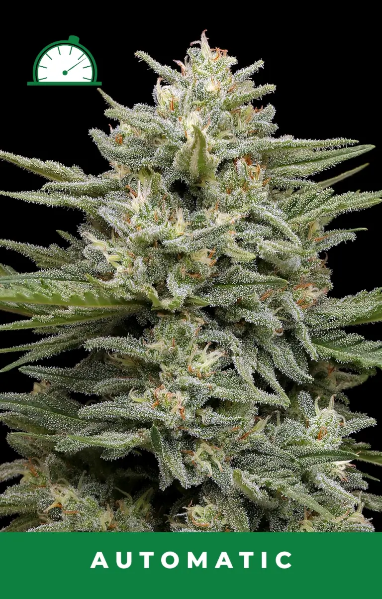Vanilla Latte Auto