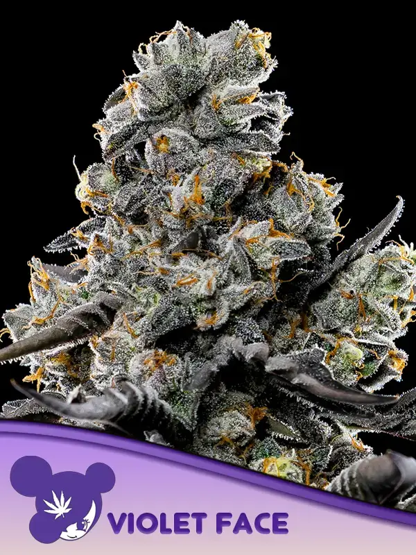 Violet Face Auto