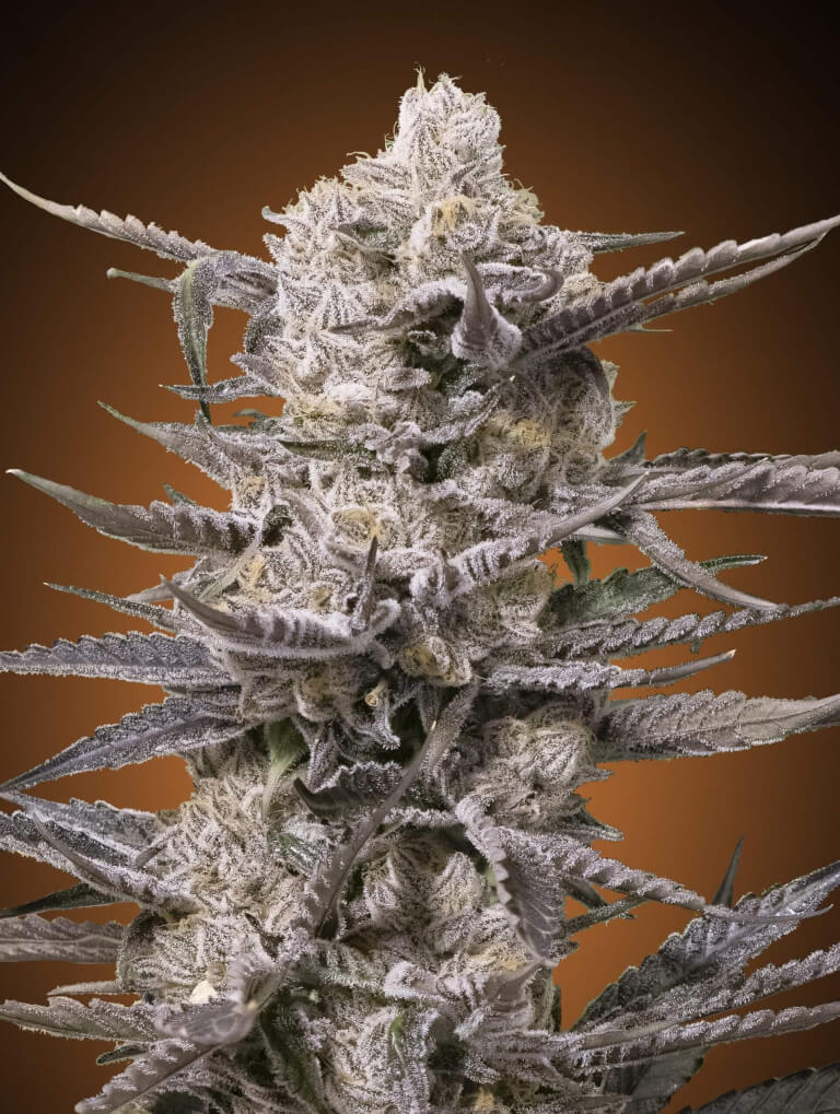 Watermelon OG