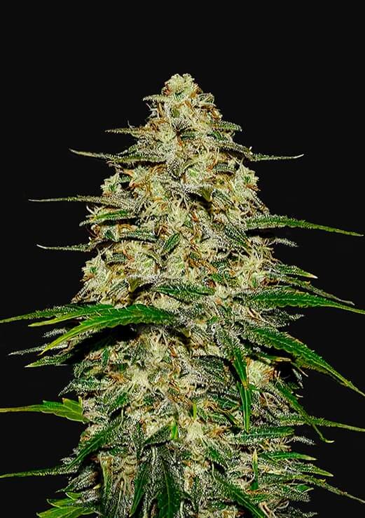 Wedding Cheesecake Auto