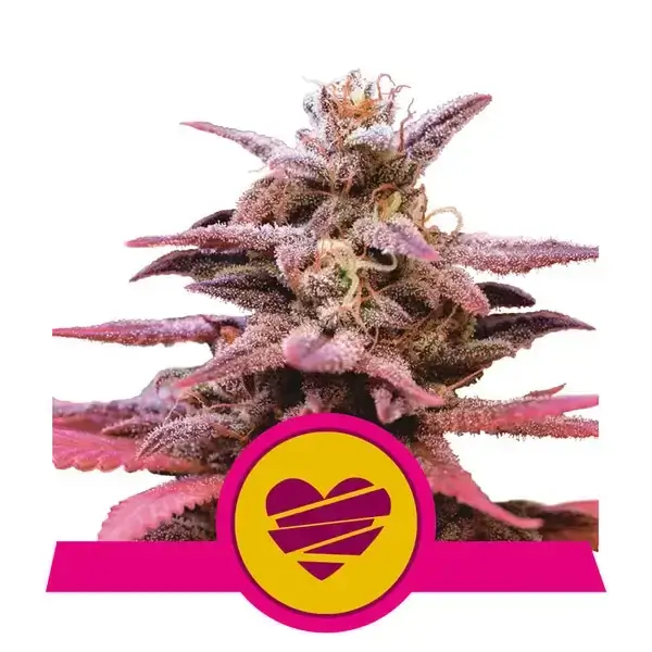 Comment conserver les graines - Royal Queen Seeds