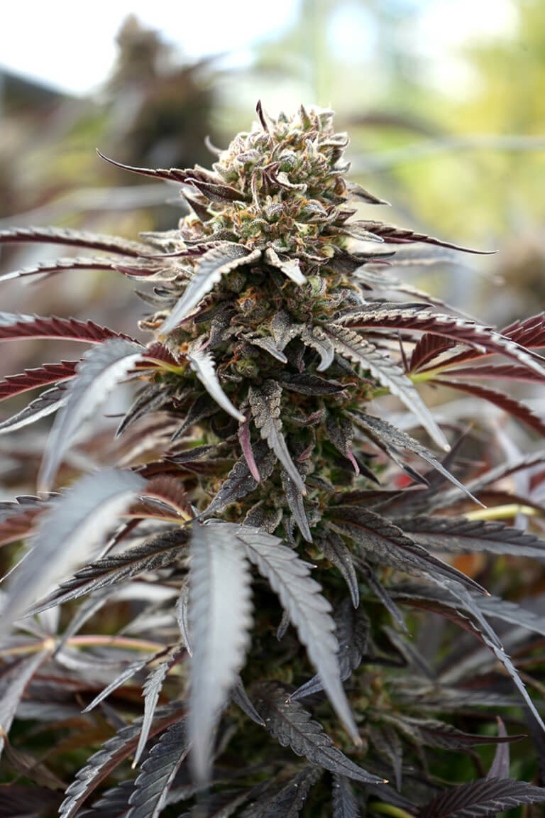 White Runtz Fast Flowering