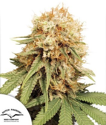 White Widow