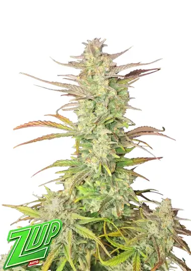 Z-Up Auto