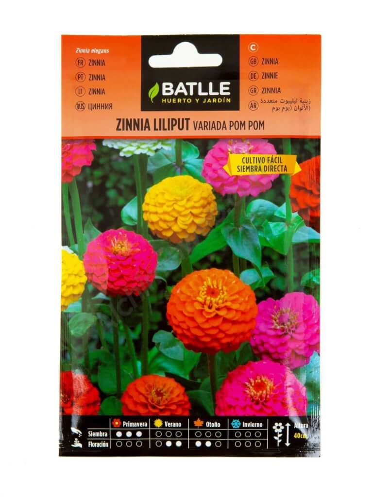 Zinnia Liliput Pom Pom - BATLLE