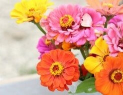 Zinnia oder Mystic Rose aus Les Refardes