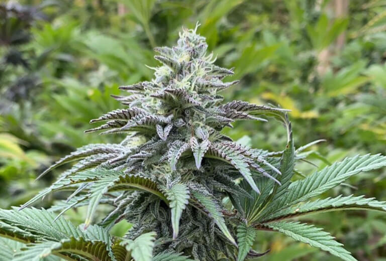 Zkit Kandy Dream Auto