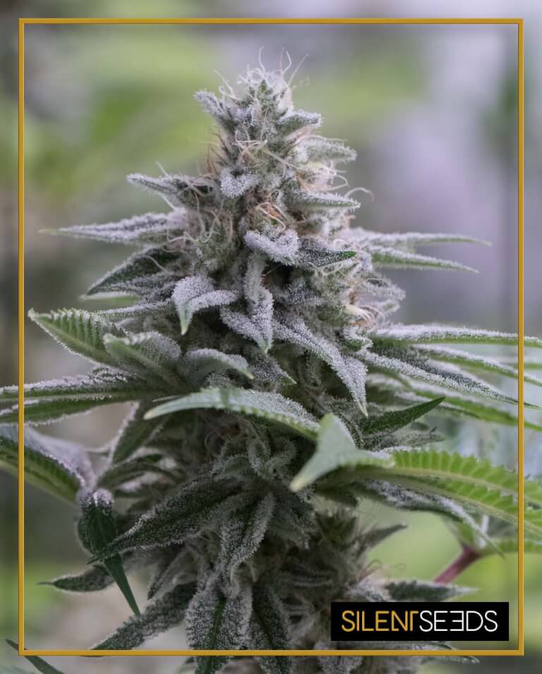 Zkittlez 2.0