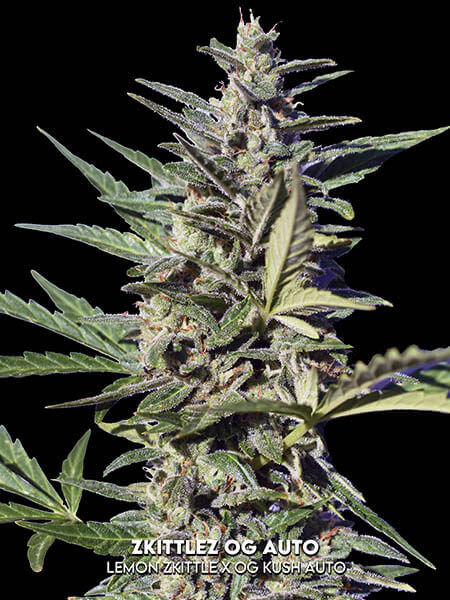 Zkittlez OG Auto